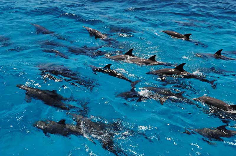 Dolphin House Tours in Marsa Alam
