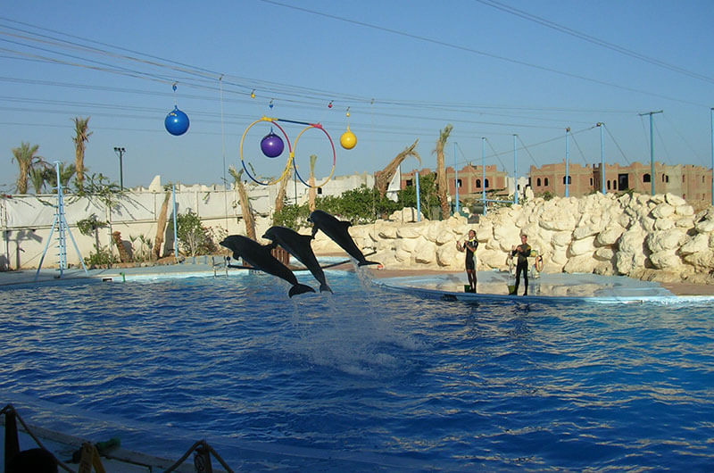 Dolphin Show Tours in Sharm El Sheikh
