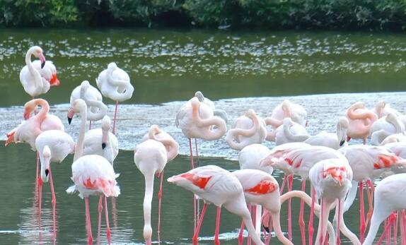 Ras Al Khor Wildlife Sanctuary